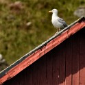Norvegia 011 1369 come oggetto avanzato-1